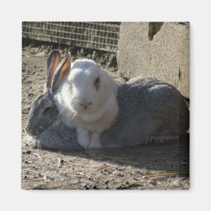 Aimant lapins mignons