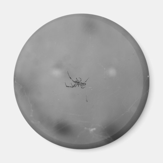 Aimant Larinioides sclopetarius (Devant)