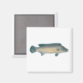 Aimant Lateral Striped Pike Cichlid (Recto/Verso)