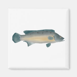 Aimant Lateral Striped Pike Cichlid