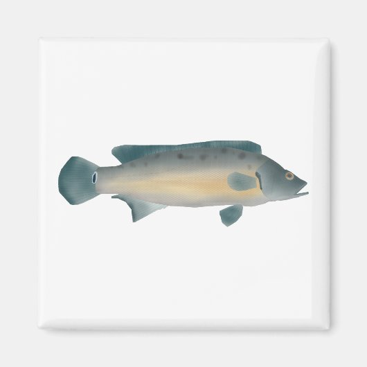 Aimant Lateral Striped Pike Cichlid (Devant)