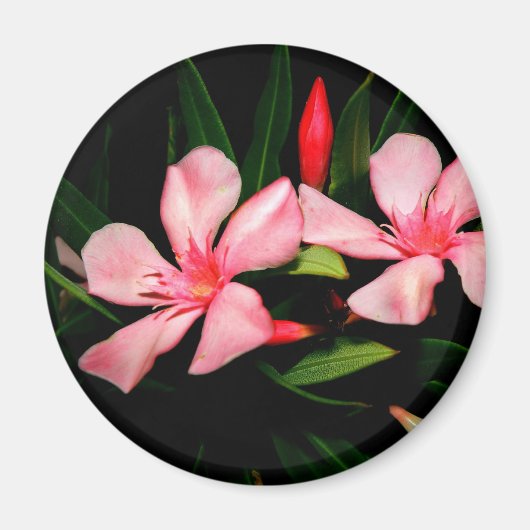 Aimant Laurier-rose (Devant)