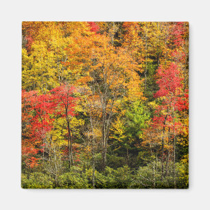 Aimant L'automne à Sims Pond Caroline du Nord, Blue Ridge