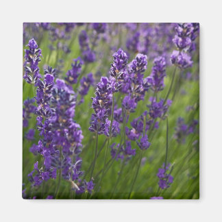 Aimant Lavande | Lavendel