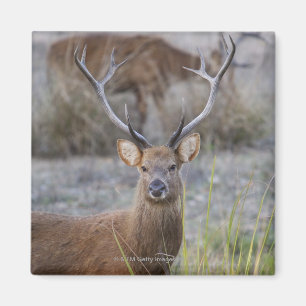 Aimant Le Barasingha ou le Barasinga (Rucervus