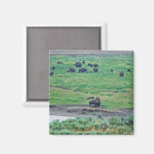 Aimant Le bison américain (Recto/Verso)