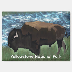 Aimant Le Bison Parcourt Le Parc National De Yellowstone