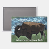Aimant Le Bison Parcourt Le Parc National De Yellowstone (Recto/Verso)
