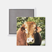 AIMANT LE BULL (Recto/Verso)