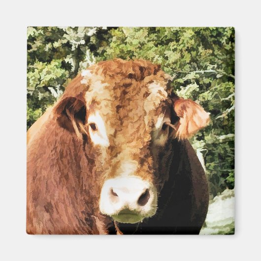 AIMANT LE BULL (Devant)
