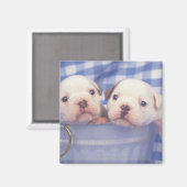 Aimant Le Bulldog, souvent appelé le Bulldog anglais, (Recto/Verso)