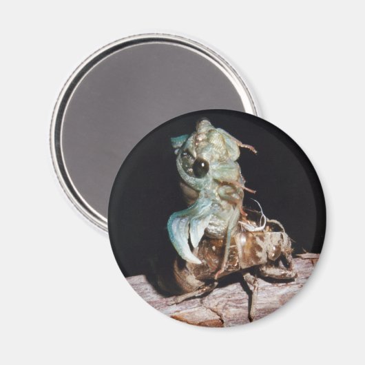 Aimant Le Canada émerge de Shell (Recto/Verso)