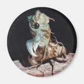 Aimant Le Canada émerge de Shell (Devant)