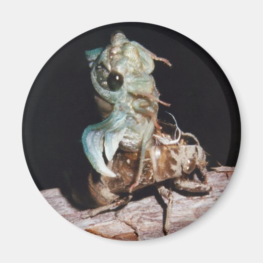 Aimant Le Canada émerge de Shell (Devant)