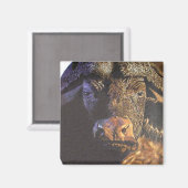 Aimant Le Cap Buffalo (Recto/Verso)
