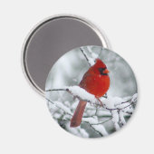 Aimant Le cardinal rouge dans l'aimant de la neige (Recto/Verso)