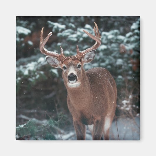 Aimant Le cerf dans l'aimant de la neige (Devant)