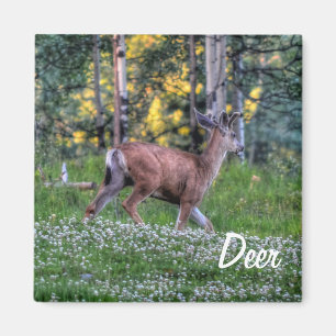Aimant Le cerf de mâle (Buck) et l'animal sauvage de trèf
