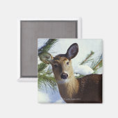 Aimant Le cerf de Virginie (Odocoileus virginianus), (Recto/Verso)
