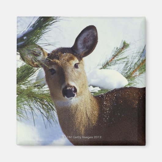 Aimant Le cerf de Virginie (Odocoileus virginianus), (Devant)