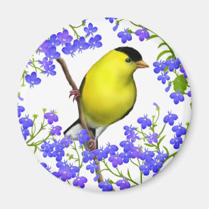 Aimant Le chardonneret américain masculin dans la lobél