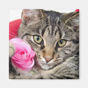 Aimant Le chat tigré mignon avec s'est levé