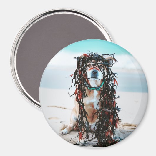Aimant Le chien avec des algues dans les cheveux. Le pers (Recto/Verso)