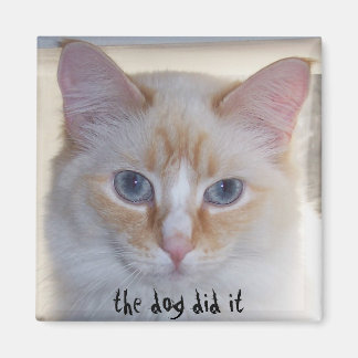 AIMANT LE CHIEN L'A FAIT