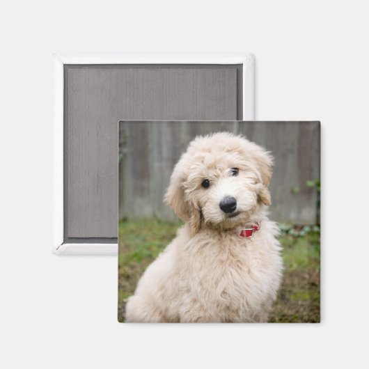Aimant Le Chiot De Goldendoodle S'Assis Dans L'Herbe (Recto/Verso)