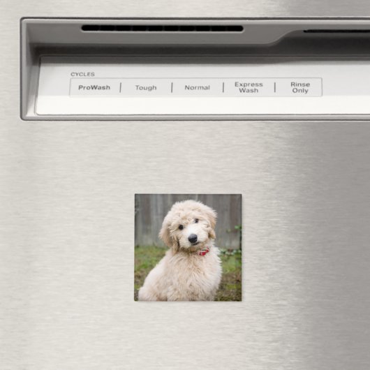 Aimant Le Chiot De Goldendoodle S'Assis Dans L'Herbe (In Situ (Lave-vaisselle))