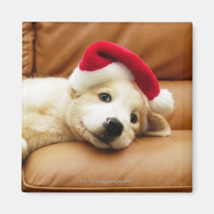 Aimant Le chiot porte un casquette de Noël et le mensong