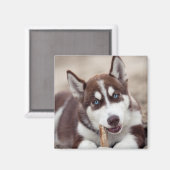 Aimant Le chiot sibérien Husky à la plage (Recto/Verso)