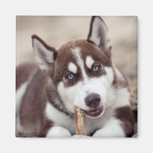 Aimant Le chiot sibérien Husky à la plage (Devant)