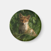 Aimant Le chou renard dans une forêt verte (Devant)