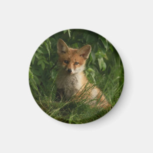 Aimant Le chou renard dans une forêt verte