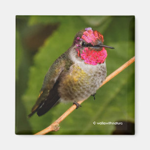 Aimant Le colibri d'Anna et son Gorget rose