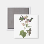 Aimant Le colibri d'Anna, James Audubon (Recto/Verso)