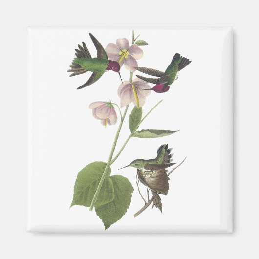 Aimant Le colibri d'Anna, James Audubon (Devant)