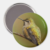 Aimant Le colibri d'Anna sur Trumpetvine écarlate (Recto/Verso)