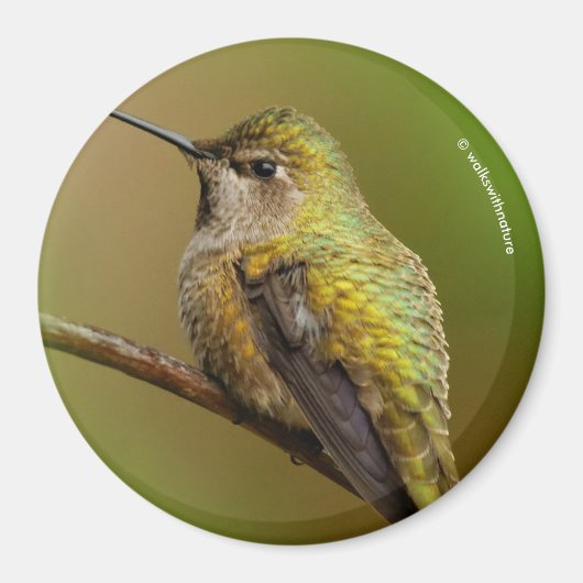 Aimant Le colibri d'Anna sur Trumpetvine écarlate (Devant)