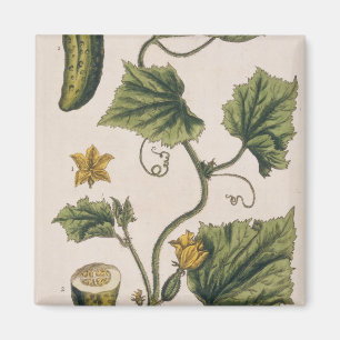 Aimant Le concombre de jardin, plaquent 4 "d'un de fines