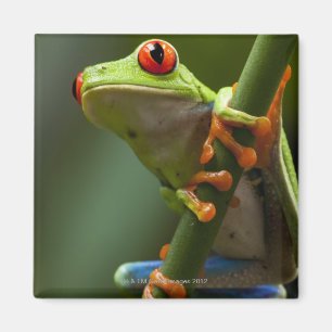 Aimant Le Costa Rica, Monteverde, grenouille d'arbre aux