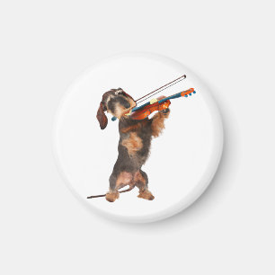 Aimant Le Dachshund À poils durs Jouant Un Violon