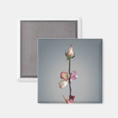 Aimant Le dernier pétal... (Recto/Verso)