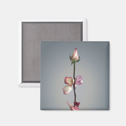 Aimant Le dernier pétal... (Recto/Verso)