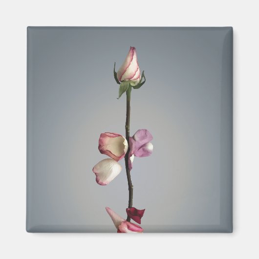 Aimant Le dernier pétal... (Devant)