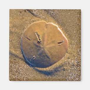 Aimant Le dollar de sable a indiqué sur la plage Hilto