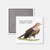 Aimant Le faucon de Young Cooper (Recto/Verso)