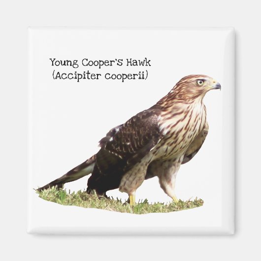 Aimant Le faucon de Young Cooper (Devant)