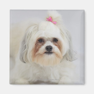 Aimant le frise de bichon avec un arc rose dans lui est